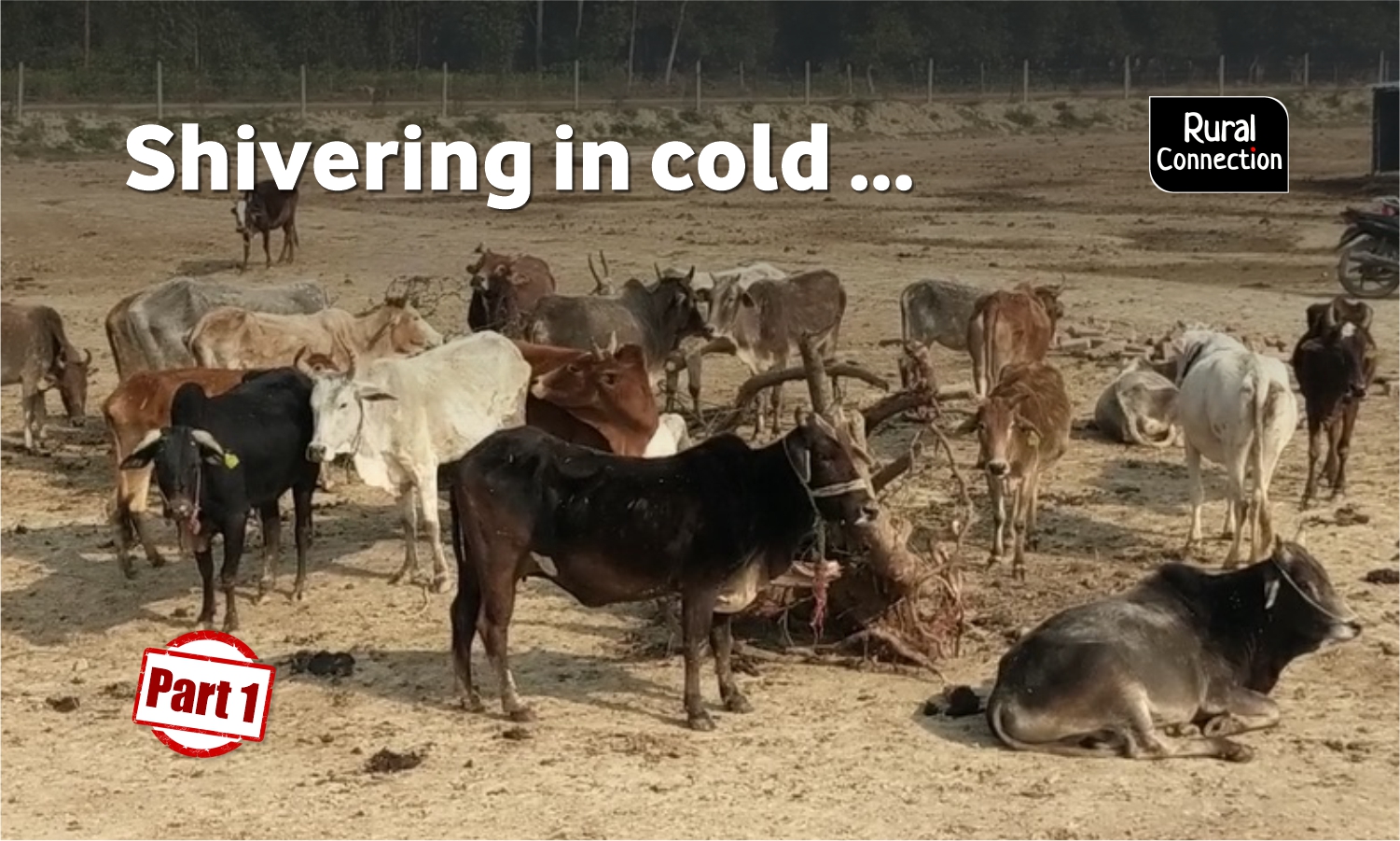 Animal Husbandry department in Uttar Pradesh Archives - Gaonconnection |  Your Connection with Rural India