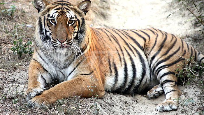 Nearly killed for killing a man, Renu, a tigress, gets a new life – and a  lover – at Lucknow zoo - Gaonconnection | Your Connection with Rural India