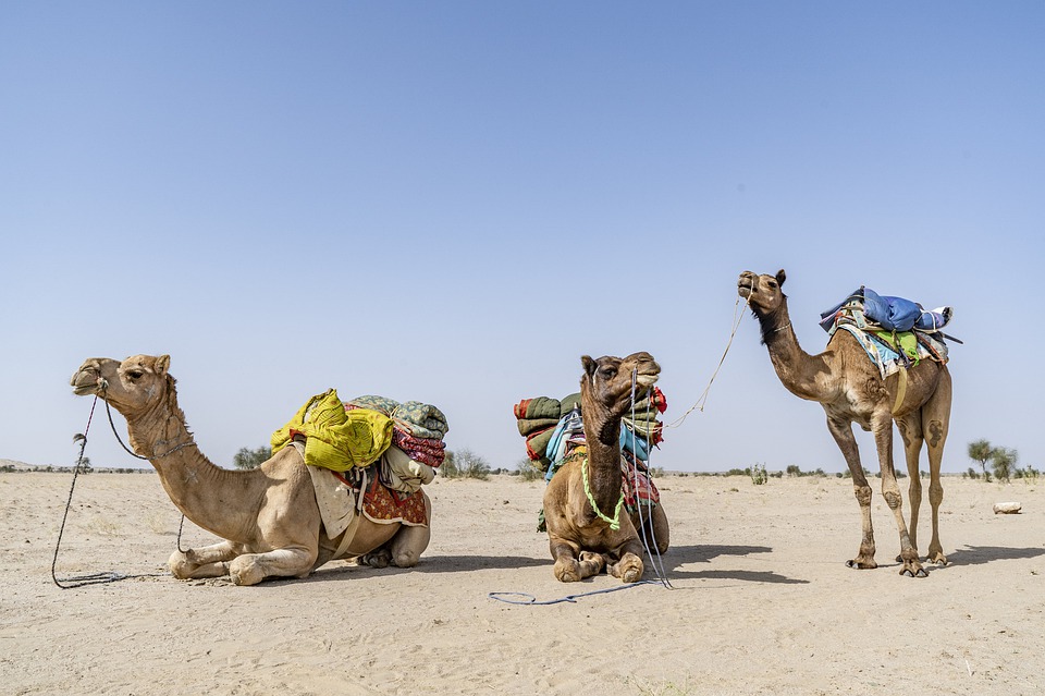 Camels in Crisis: The 'ship of the desert' in Rajasthan on the verge of  drowning - Gaonconnection | Your Connection with Rural India