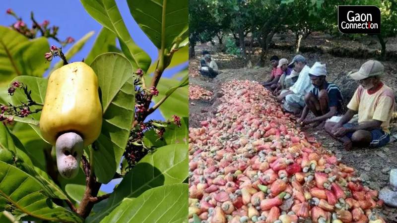 Shutdown of weekend markets a tough nut to crack for cashew cultivators in Maharashtra - Gaonconnection | Your Connection with Rural India