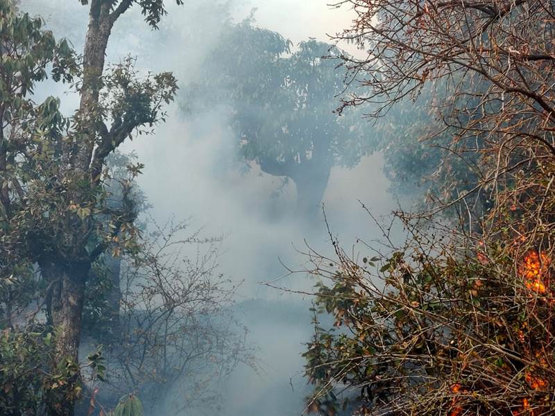 After trees in Uttarakhand shed leaves around February, humidity in the air comes down and the mercury begins to soar in the summer months, the state records a plethora of cases of forest fires every year. The peak summer season is yet to arrive and the state has already witnessed considerable damage. Read on to know more. 
