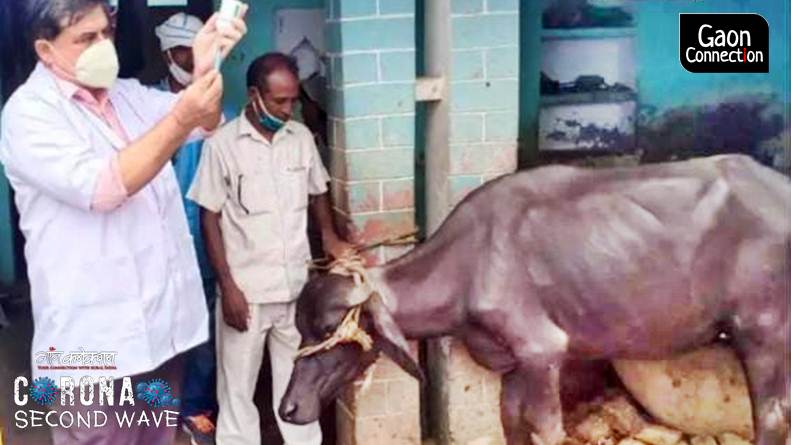 70 employees, including 30 veterinarians, died in the COVID19 second wave': Uttar  Pradesh Veterinary Association - Gaonconnection | Your Connection with  Rural India