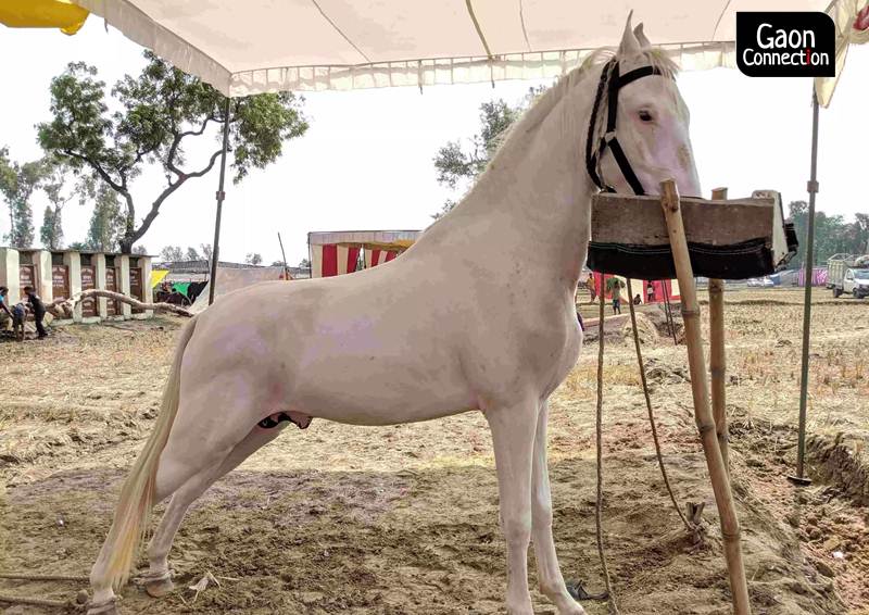 Two horses in Haryana test positive for contagious Glanders disease that  can infect humans - Gaonconnection | Your Connection with Rural India