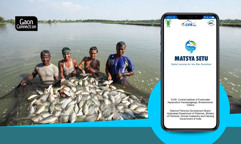 Matsya Setu, an app exclusively for the fish farmers in India -  Gaonconnection | Your Connection with Rural India