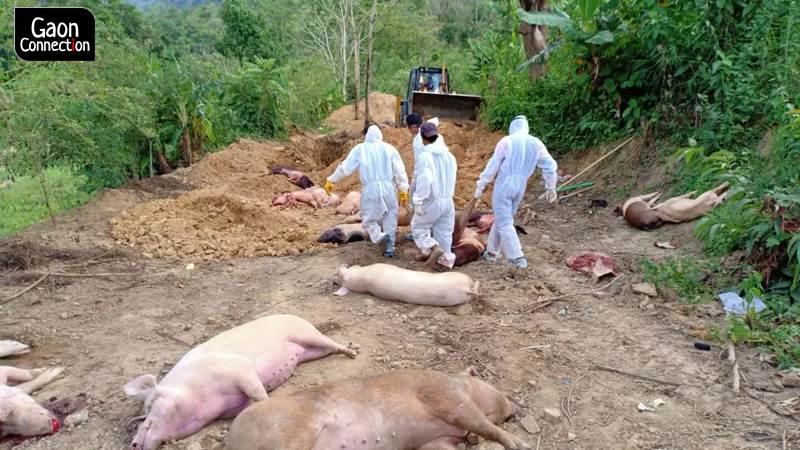Explained: African Swine Fever, world's biggest animal disease outbreak;  India affected too - Gaonconnection | Your Connection with Rural India