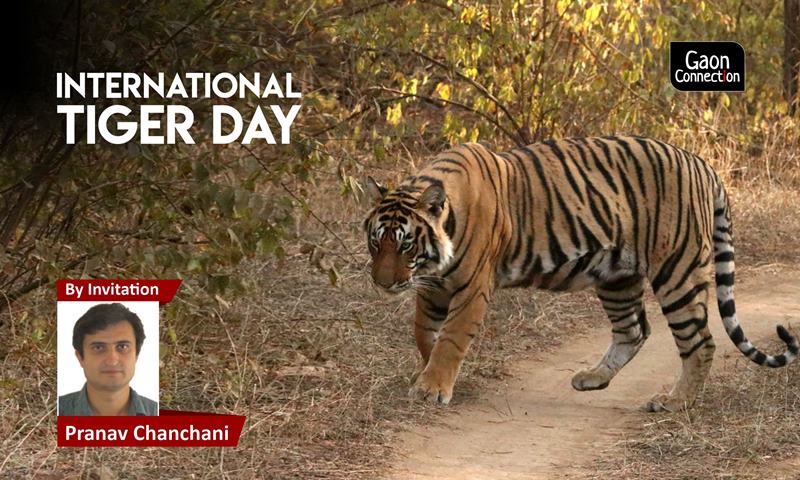 Tigers often embark upon long journeys through farms, forests and  settlements. It's crucial for the species' survival - Gaonconnection | Your  Connection with Rural India