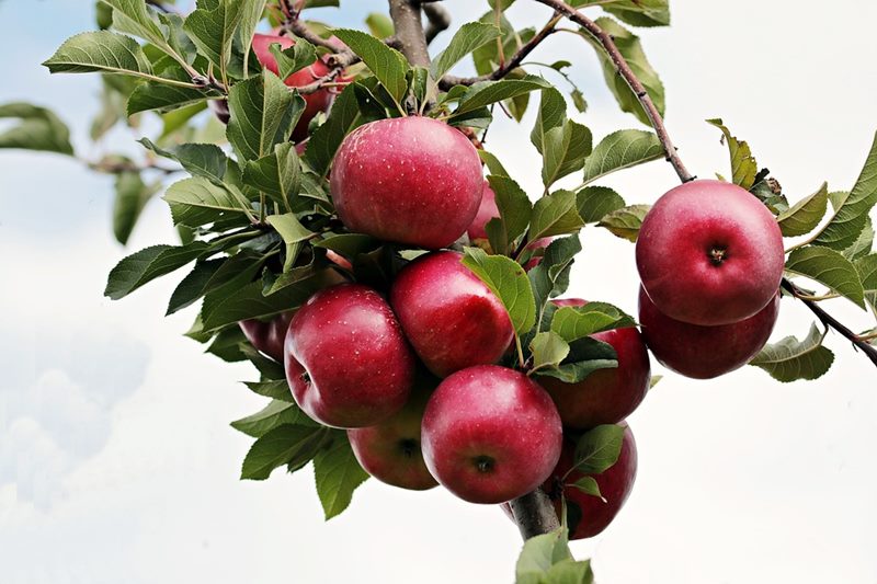 Apple farmers in Himachal Pradesh blame the Adani Group for plummeting apple prices