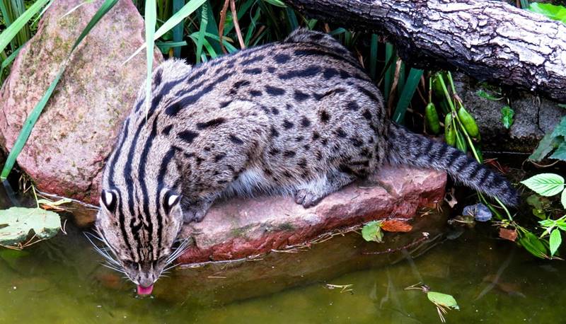 Endangered fishing cat finally 'captured' on camera at Panna Tiger Reserve  - Gaonconnection