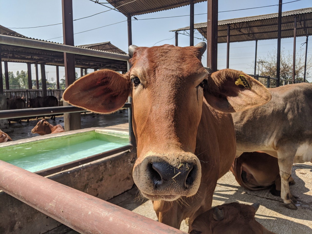 Should cows be declared the national animal of India? - Gaonconnection |  Your Connection with Rural India