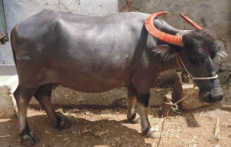 Dharwad buffalo joins the hall of fame of celebrated indigenous cattle in  India - Gaonconnection | Your Connection with Rural India