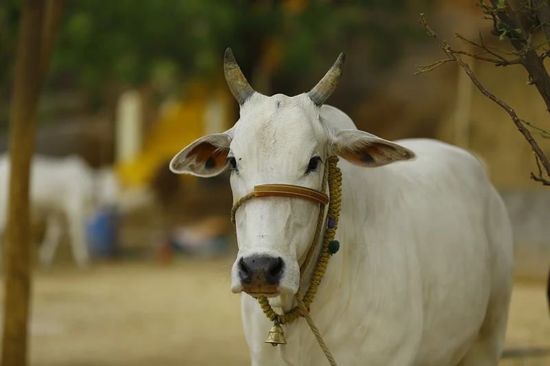 Should cows be declared the national animal of India? - Gaonconnection |  Your Connection with Rural India