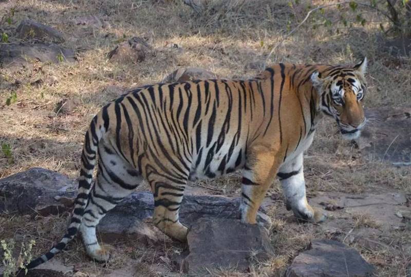 The tigers of Madhya Pradesh may soon have a new address - Gaonconnection |  Your Connection with Rural India