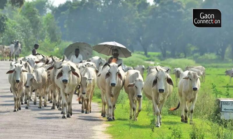 Can India safeguard its 50 native breeds of cows? - Gaonconnection | Your  Connection with Rural India