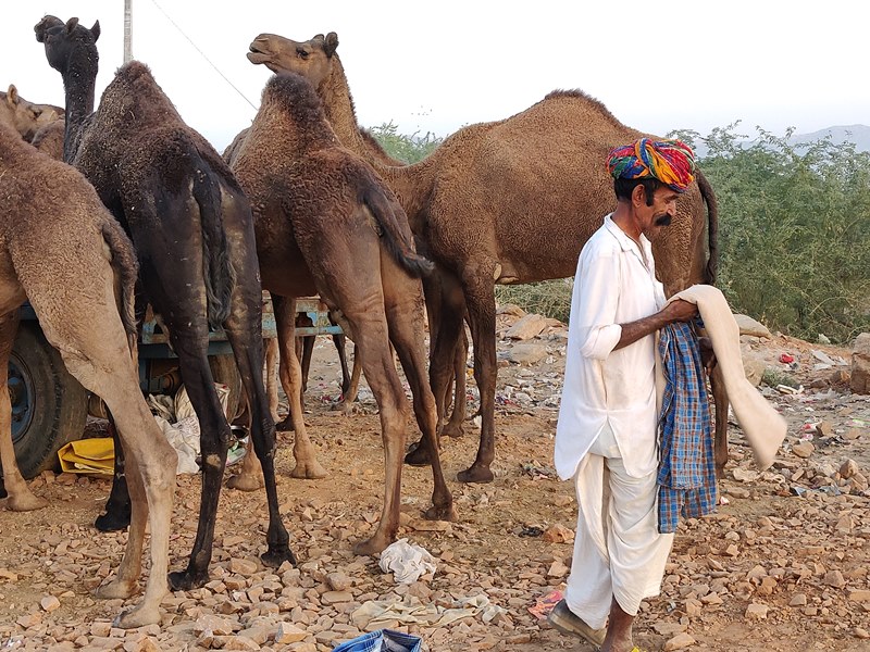 Pushkar's camel fair is back after a two-year hiatus, but the response to  it is lacklustre - Gaonconnection | Your Connection with Rural India