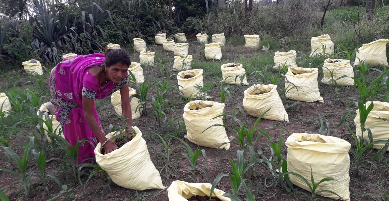 Buy Multi Size Plant Nursery Grow Poly Bags (Farmers Stop) Online |  FarmersStop