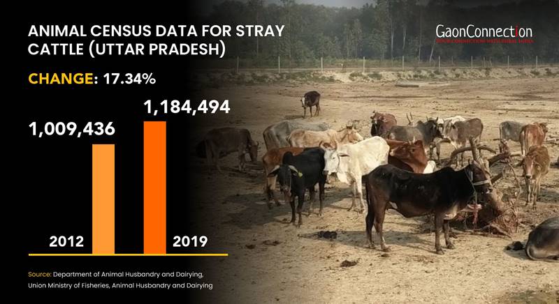 Holy cow? Not for the UP farmer, who now spends nights protecting crops  against stray cattle attacks - Gaonconnection | Your Connection with Rural  India