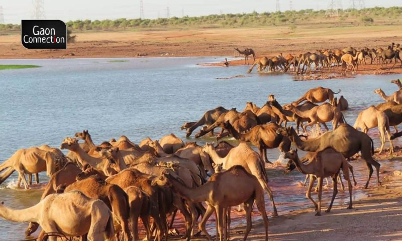 Camels in Crisis: The 'ship of the desert' in Rajasthan on the verge of  drowning - Gaonconnection | Your Connection with Rural India