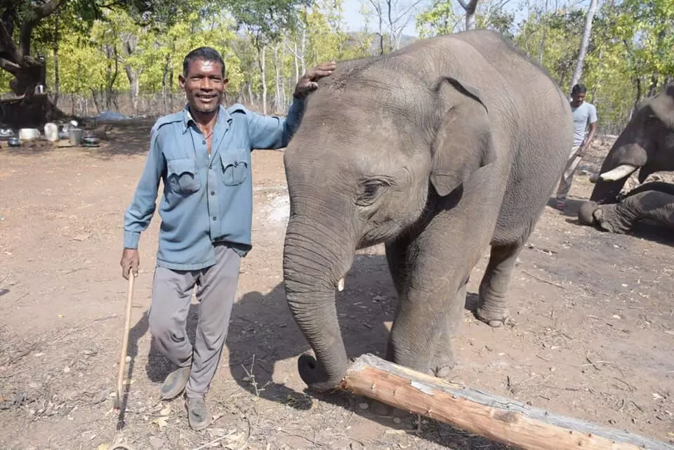 Elephants are known to have great memory and at times remember every minute detail of their interactions with fellow elephants or even humans.