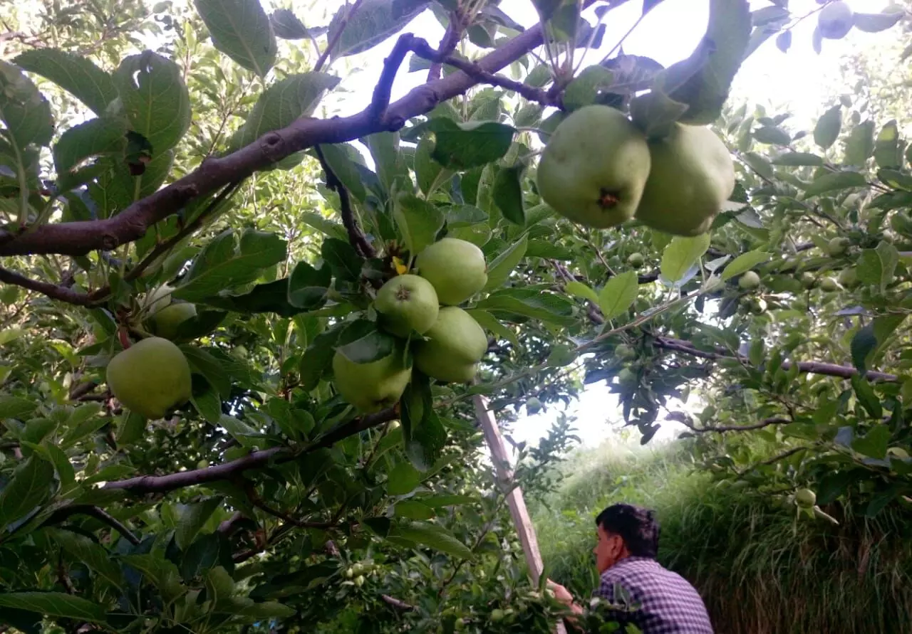 Not just cold storage, the farmers face problems in apple cultivation, right from the flowering of the apple blossoms to its harvest. Photo: Saurabh Chauhan