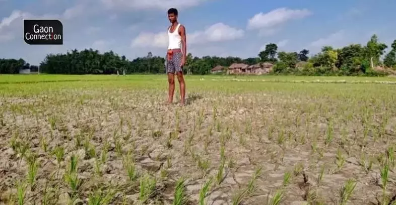 A number of these top paddy producing states have received deficient rainfall this monsoon season (which extends from June to September), so far. Photo by Rahul Kumar