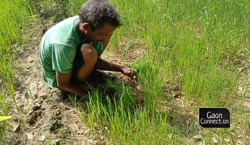 The agriculture ministrys report informed that less sowing area is reported from the states of West Bengal, Uttar Pradesh, Bihar , Jharkhand, Telangana, Odisha, Chikattisgach, Tripura, Assam, Karnataka, Andhra Pradesh, Meghalaya, Haryana, Mizoram, Uttarakhand, J&K, and Sikkim. Photo by Virendra Singh 