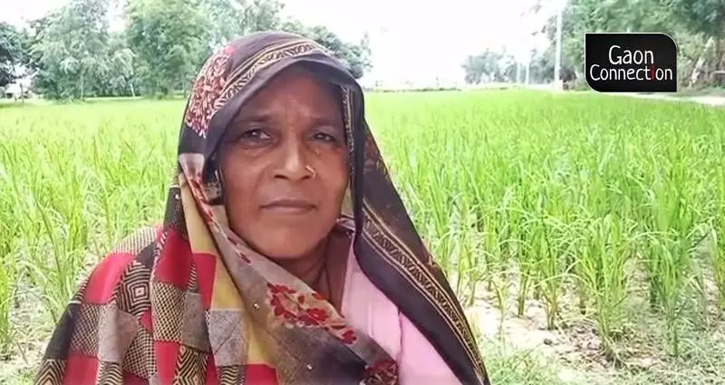  Durgavati, a paddy farmer from Barabankis Suratganj. Photo by Virendra Singh