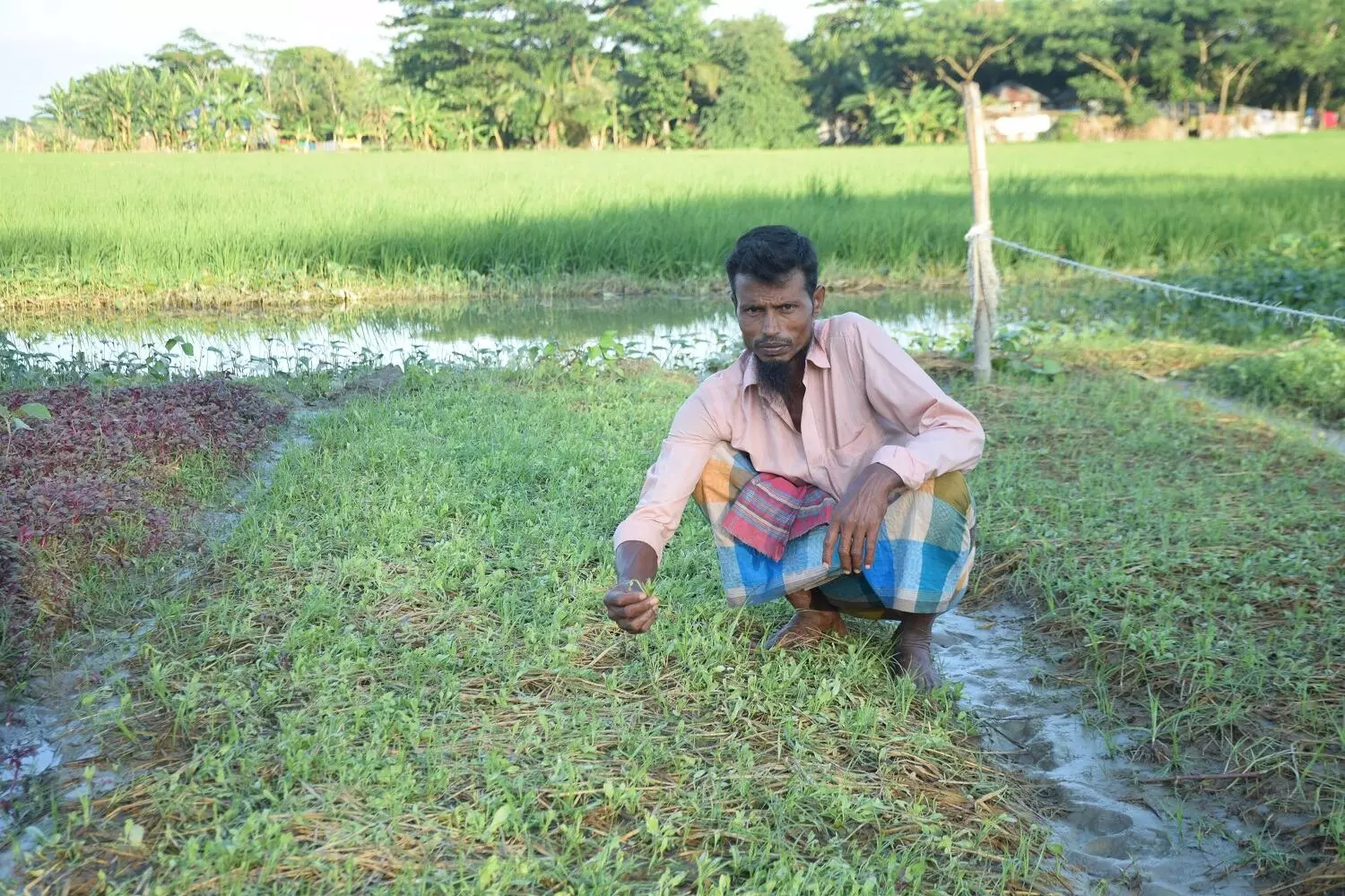 Idris Howladar, a farmer of Madhyam Gazi Mahmud village of Barguna Sadar Upazila, has suffered heavy damage to his crops due to Cyclone Sitrang.