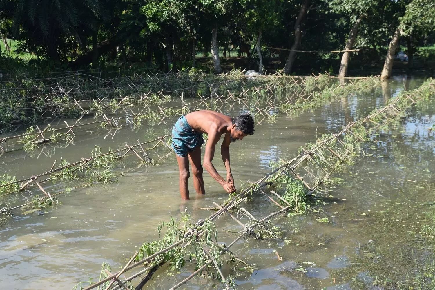 Mohammad Shaheen, a resident of Majherchar, cultivated winter crops in his field. His crop fields are now submerged in water. 