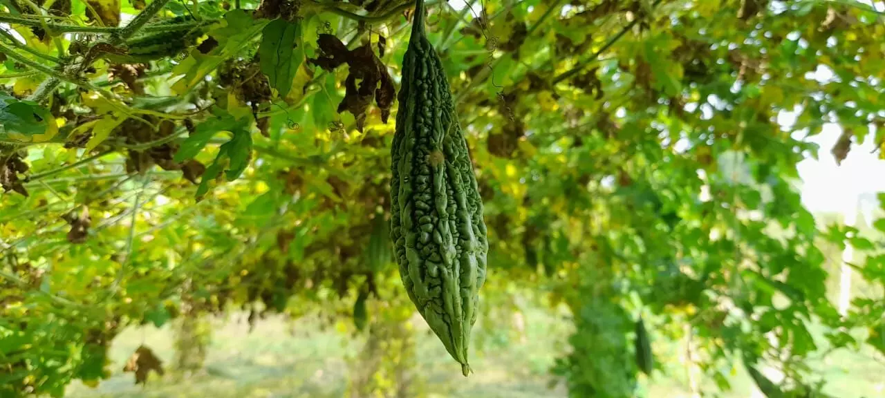 The karela is proving to be a good choice of a kharif crop (monsoon crop) and fast becoming a favourite with the farmers.