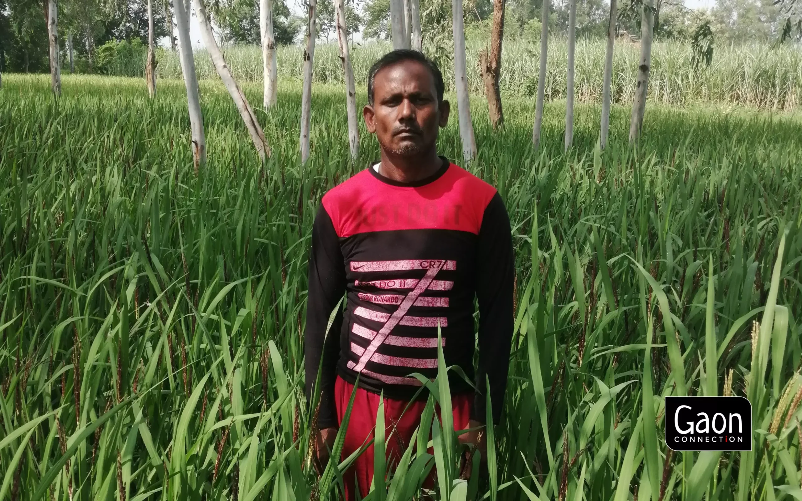 Farmers are getting 50 to 60 per cent more paddy from the field in which they used BomLife.