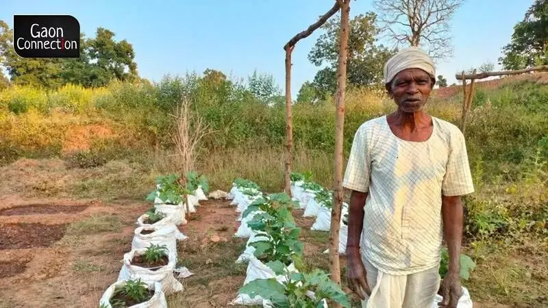 In a novel initiative, the horticulture department, the panchayat department, and the non-profit Earth Focus Kanha have together helped the Adivasi farmers to work on their own farms. 