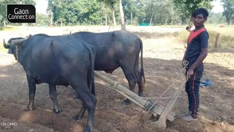 A Baiga adivasi farmer ploughing his agricultural field with a pair of buffaloes.