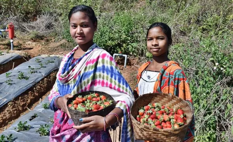 Tribal inhabitants have been actively encouraged by the state government with financial and technical support to take up cultivation of the berries for an additional source of income.