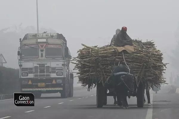 Following the harvesting of the sugarcane, the harvest is timely transported to the bhattas or the small jaggery-making factories. The farmers try to transport it at the earliest as the loss in moisture content is detrimental. The loss of moisture affects the quantity of the extracted juice which results in the harvest getting lower market price at the bhatta.  