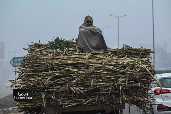 The urgency to transport harvest is such that farmers use any means at disposal, often using bullock carts or even buffalo-carts. The farmers brave frigid temperatures and sights of shawl-wrapped farmers transporting their sugarcane harvest are a common sight on the highways of western Uttar Pradesh during January-March.