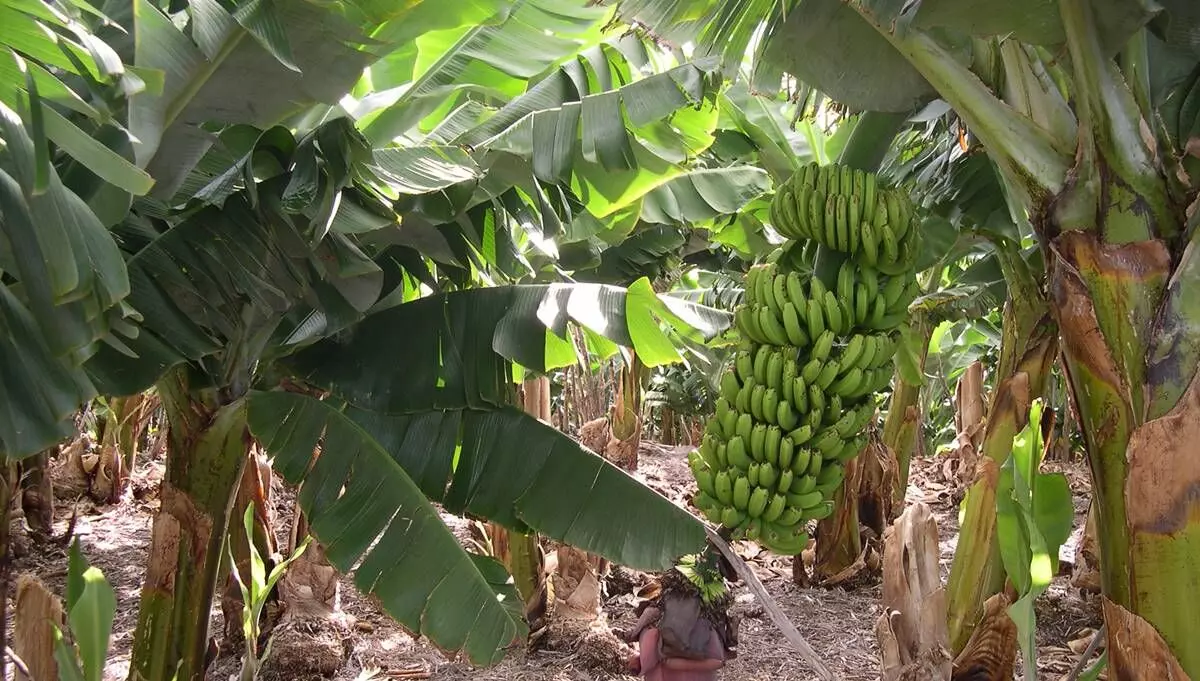 According to the scientists of the National Research Centre for Banana at Goraul village in Vaishali district, about 32,000 hectares of land are under banana cultivation in Bihar. 