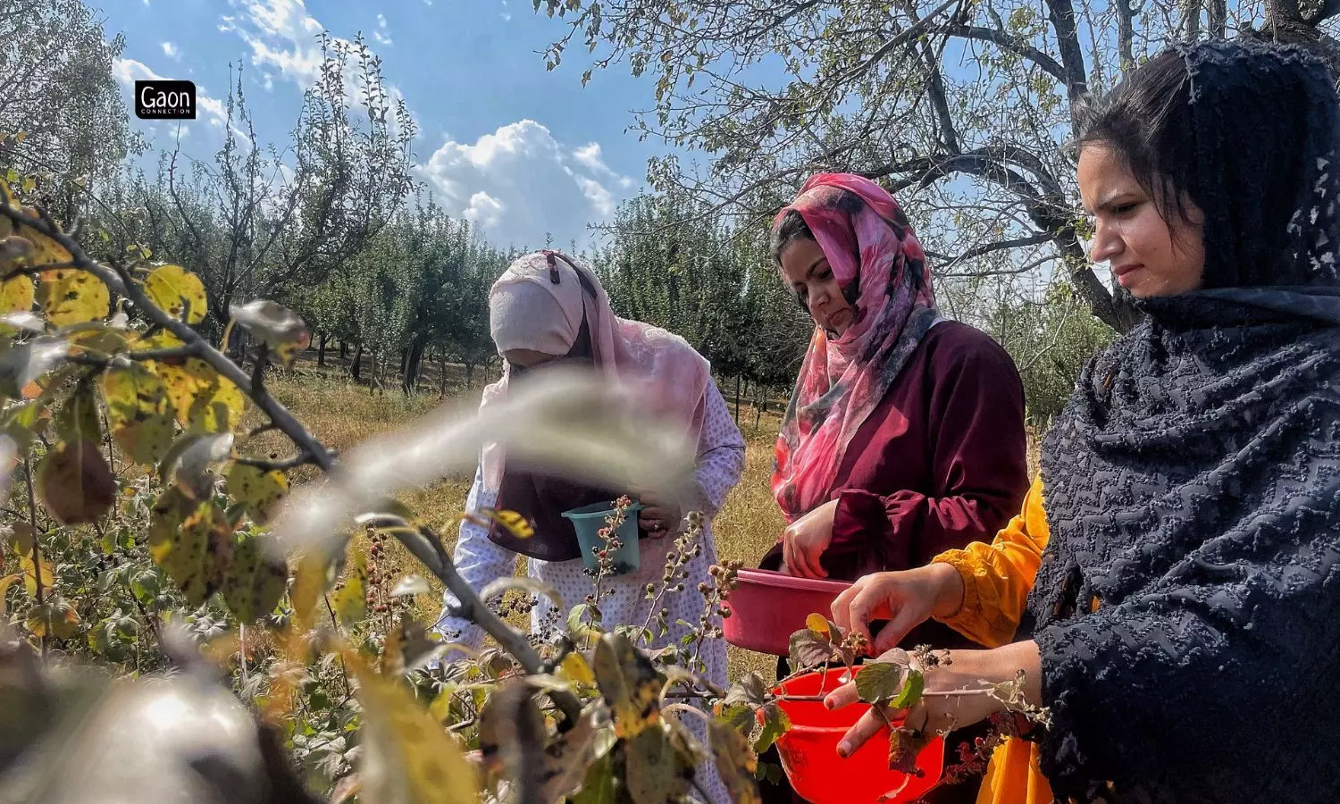 Women picking raspberries for making jam. 