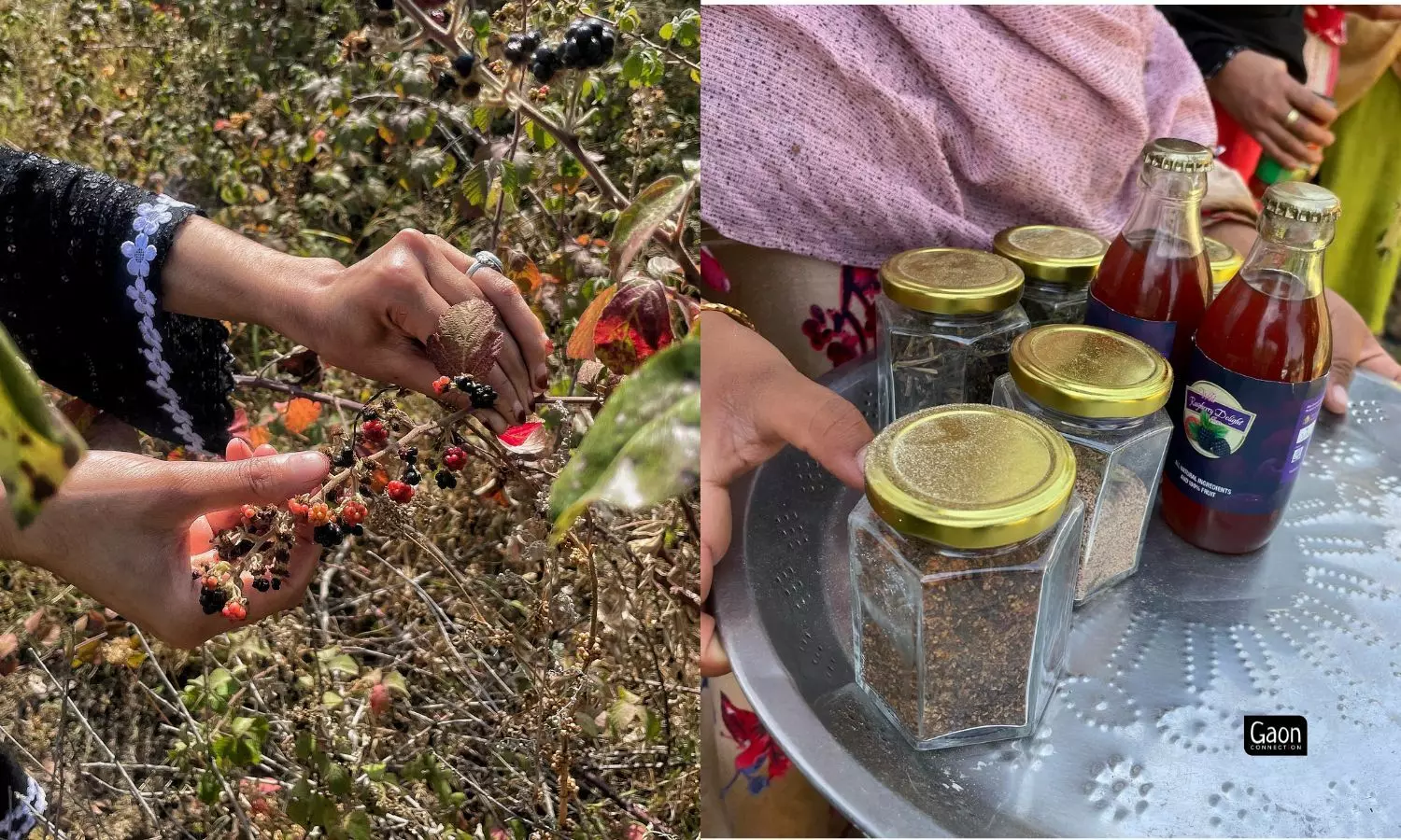 Women harvest berries from the forest during the peak season in June and July. 