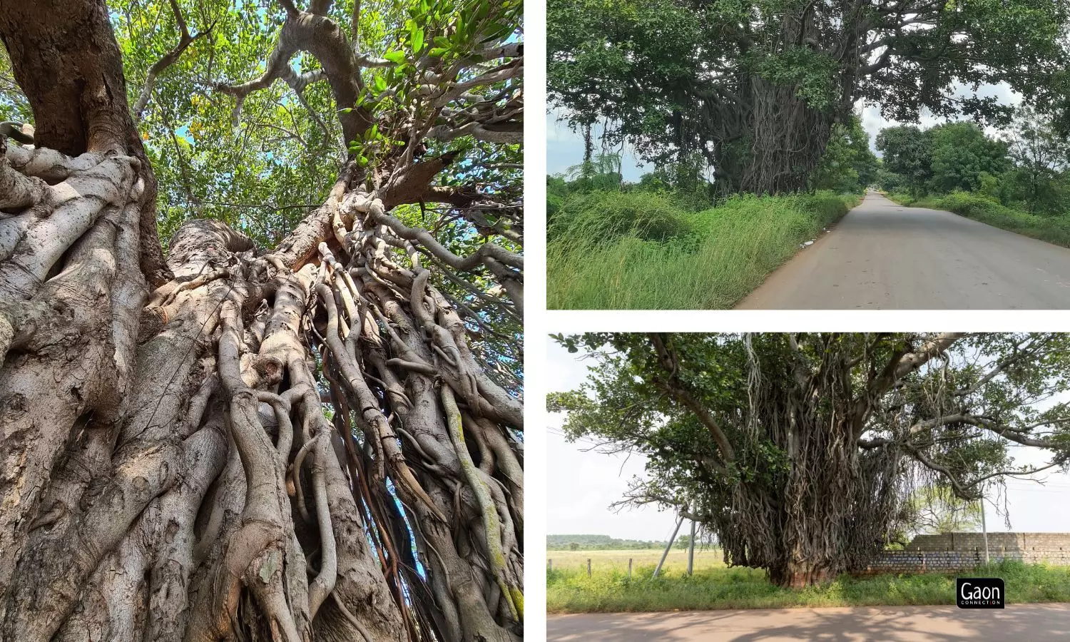 The banyans have myriad ecological functions. The abundant fruiting of large banyans attracts several species of birds, mammals, dragonflies, spiders, lizards and bats.