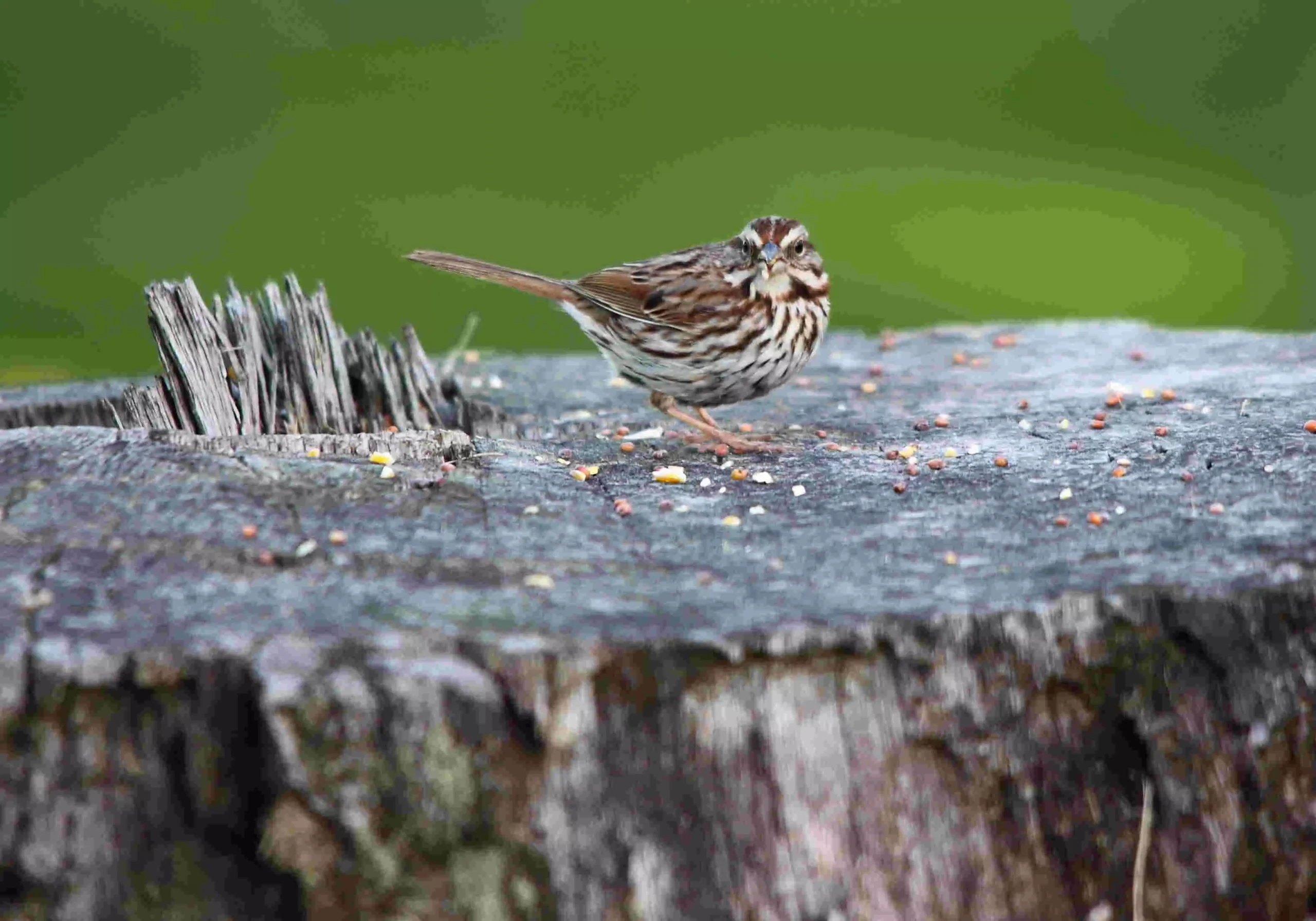  Discovering and learning about birds together with your students can be an immensely rewarding and enjoyable experience for all.