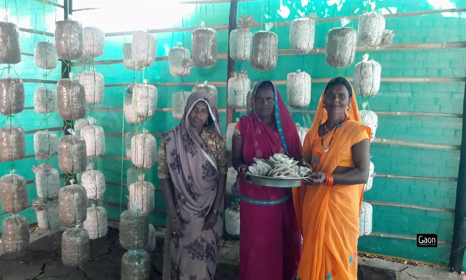 Women from the adivasi-dominated villages in Panna district have been getting trained since 2021 by Prithvi Trust to cultivate oyster mushrooms and sell them for a living.