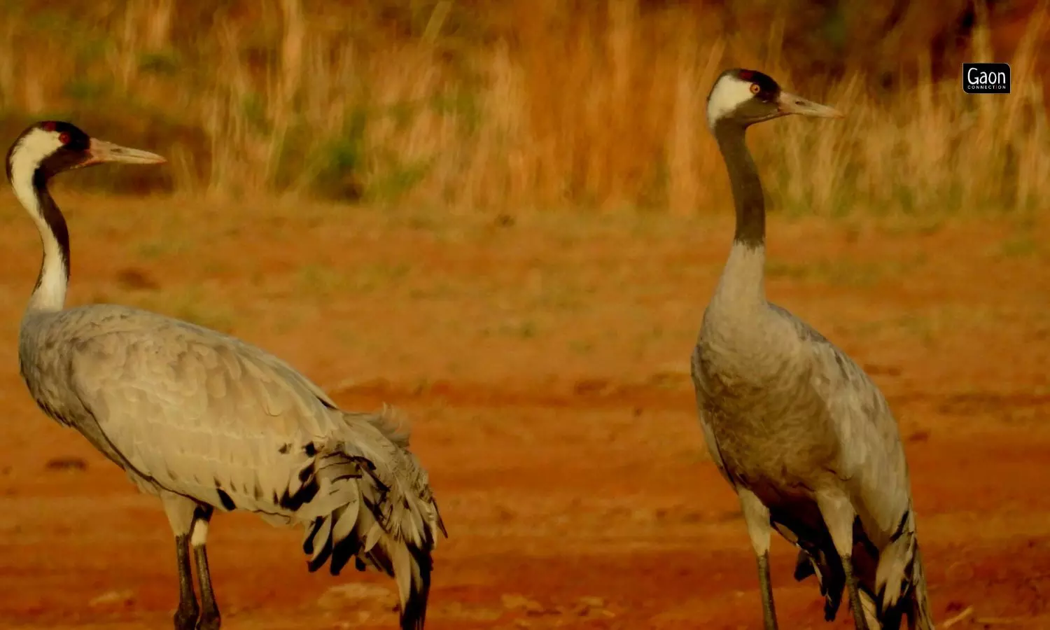 As the cranes reached the dry and hot landscapes of Rajasthan, they noticed the air became warmer.  