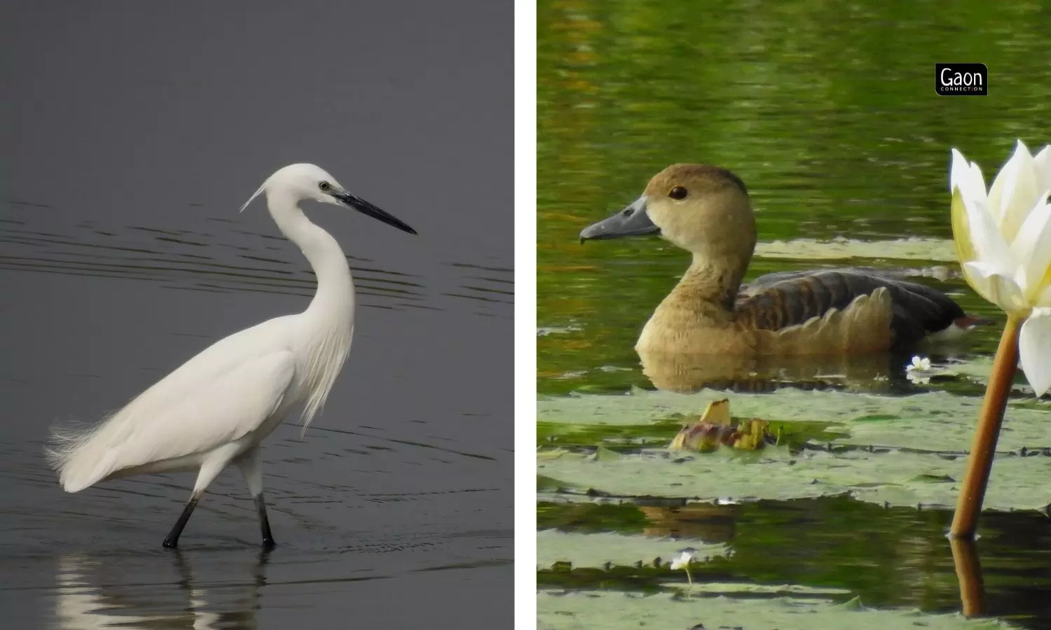 I learnt in 2016 that more than 100 species of birds were spotted at the campus there.