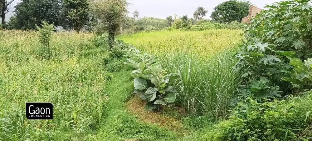  Since 2014, Kharadi has been cultivating rare medicinal plants on his 30 bighas (about seven hectares) of land.