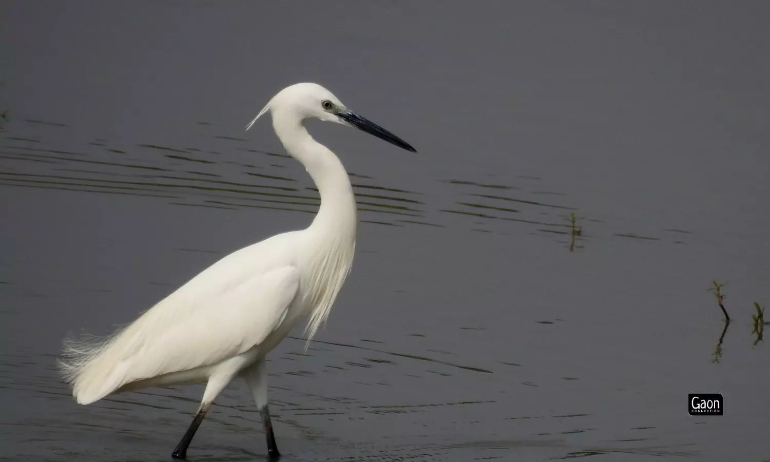 The birders worry that everything has gone off kilter. They fear that the ecosystem has been desecrated.