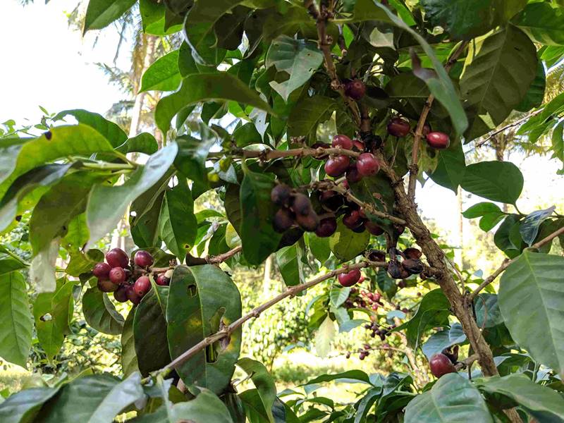 Coffee cultivation shows the way to better incomes for Chhattisgarh farmers