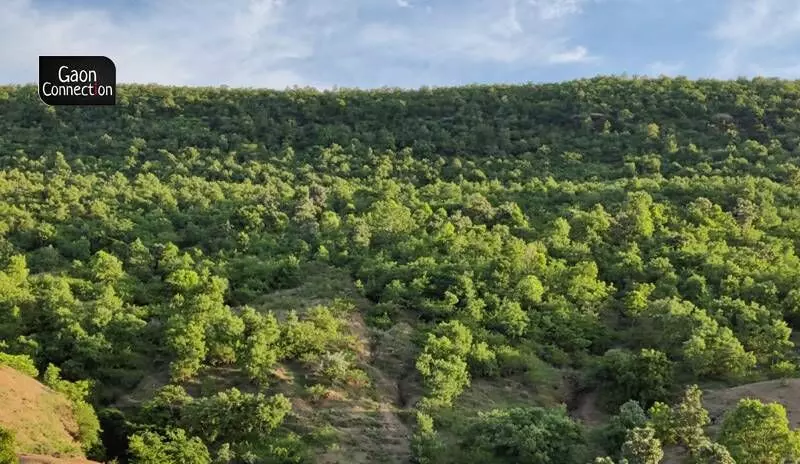 Not just Patna Tamoli, even the neighbouring villages began to show interest and gradually, people stopped uprooting vegetation on the hillside and did not let their cattle graze there either. In the space of a few years, undisturbed by human activity, a carpet of green began to grow on the slopes, and trees began to reappear.