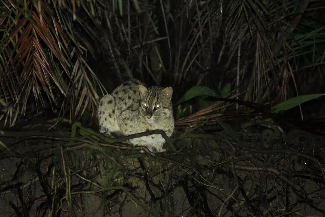 The fishing cat faces a high threat of extinction in the wild. 