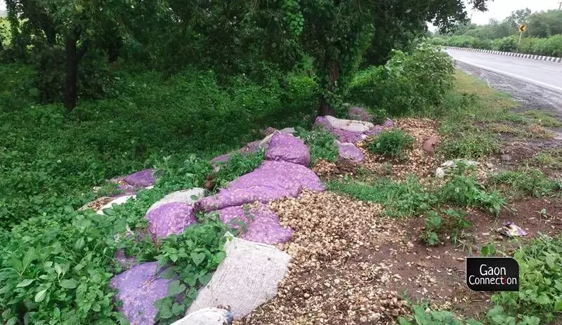 Dumped garlic at roadsides is a common site in Madhya Pradeshs Sehore these days. 