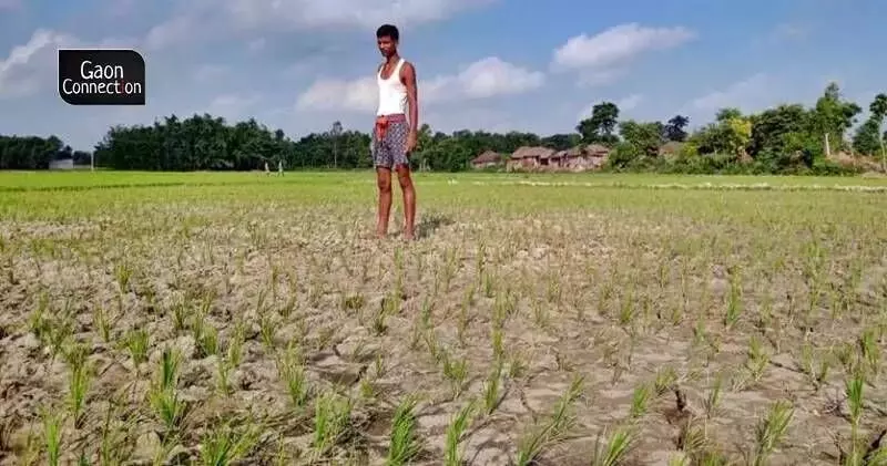 The reduction in the sowing area is attributed to a rainfall deficit in the major rice producing states situated in the Indo-Gangetic plains. Photo by Rahul Kumar